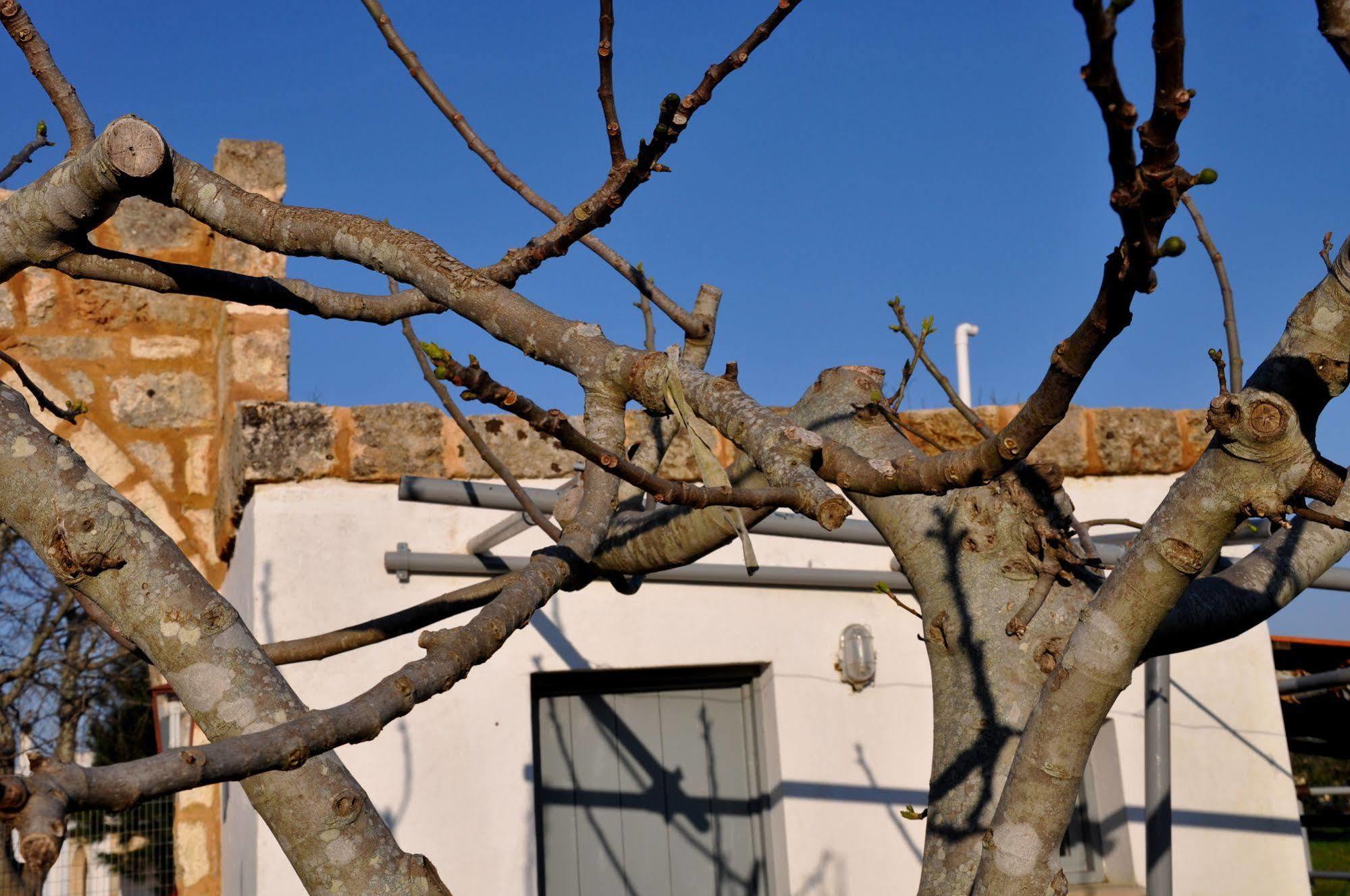 Bed and Breakfast Masseria Uccio à Tricase Extérieur photo